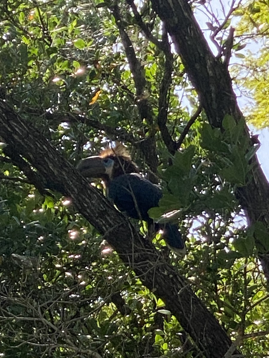 Black-casqued Hornbill - ML621810864