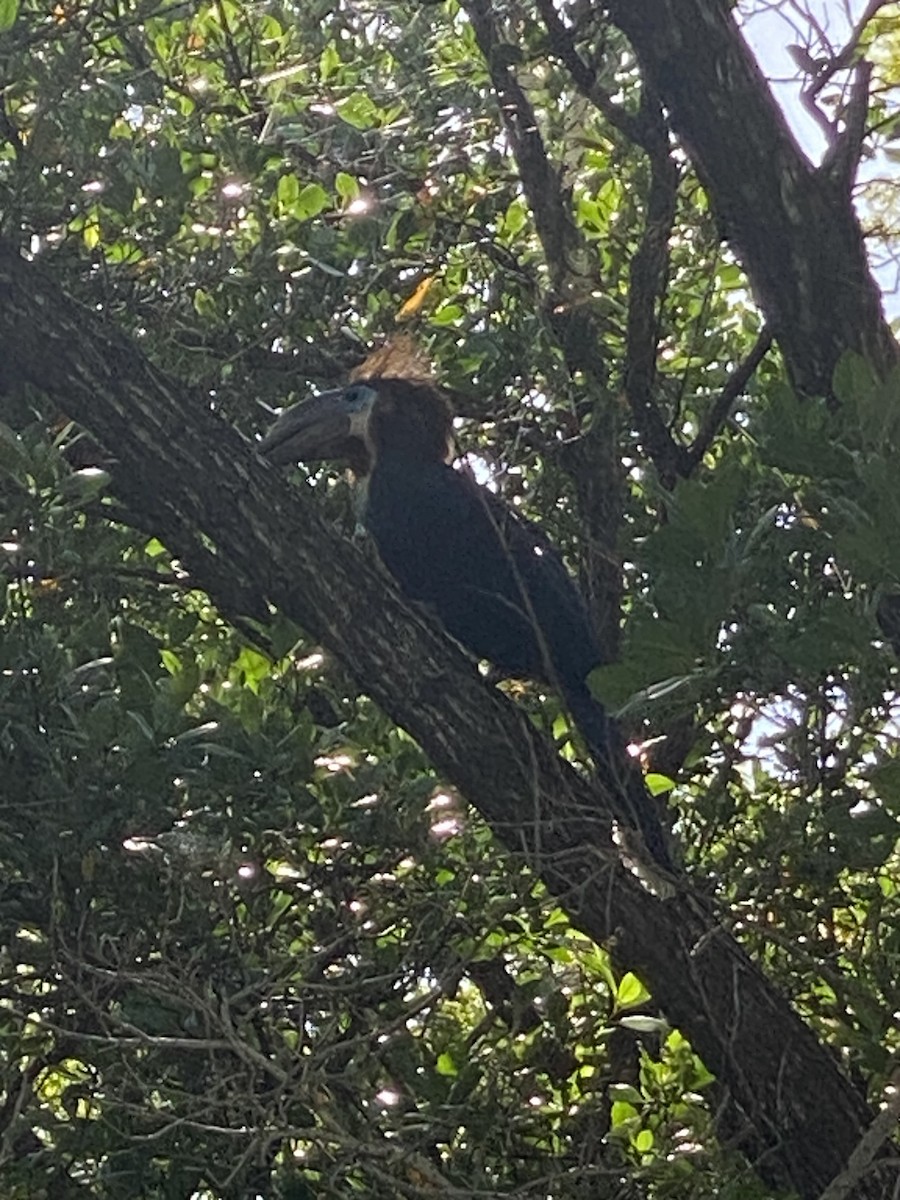 Black-casqued Hornbill - ML621810865