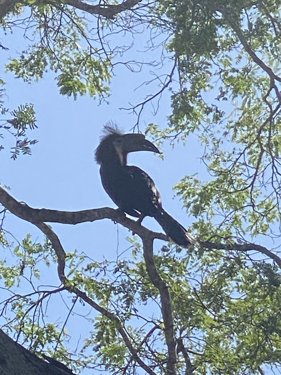 Black-casqued Hornbill - ML621810866