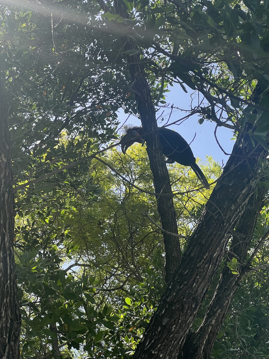 Black-casqued Hornbill - ML621810867