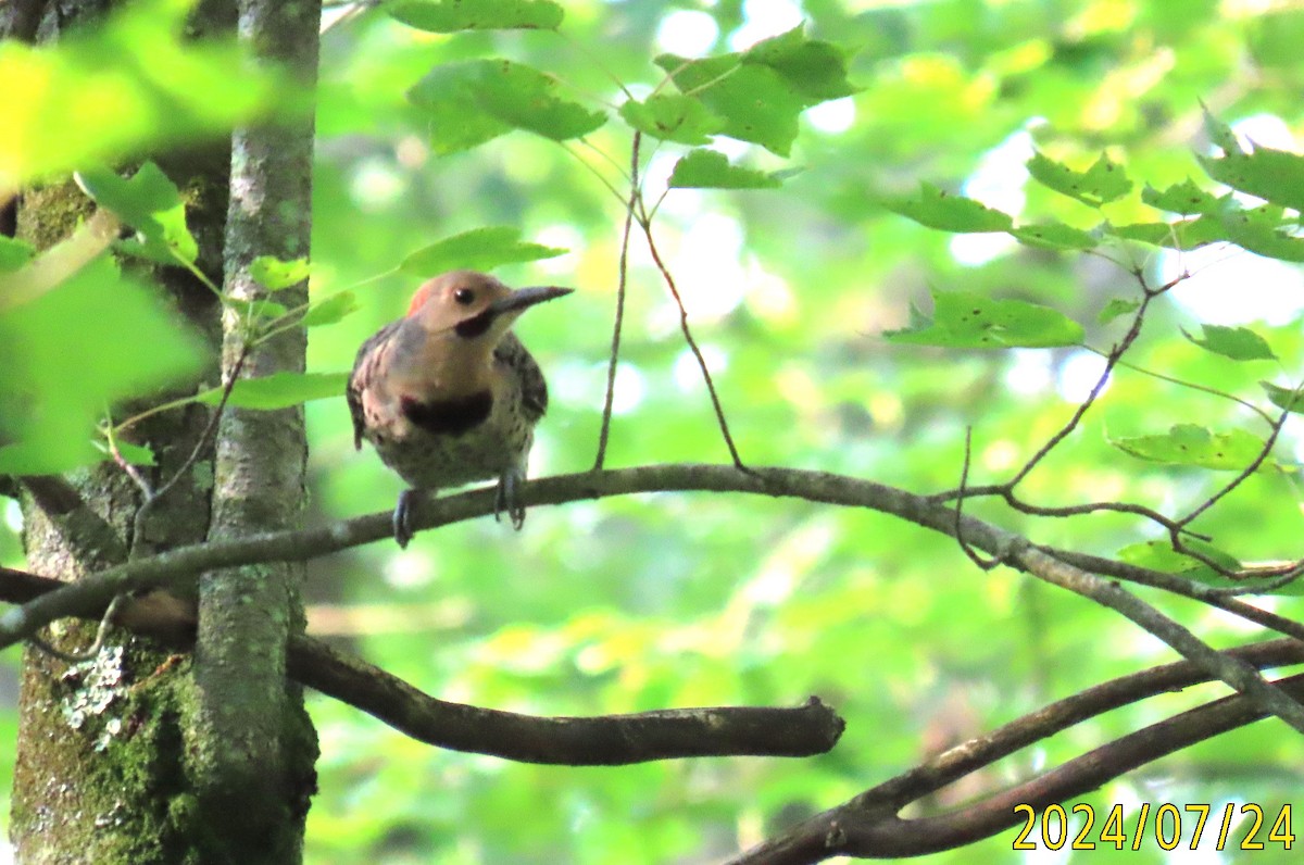 Northern Flicker - ML621810887