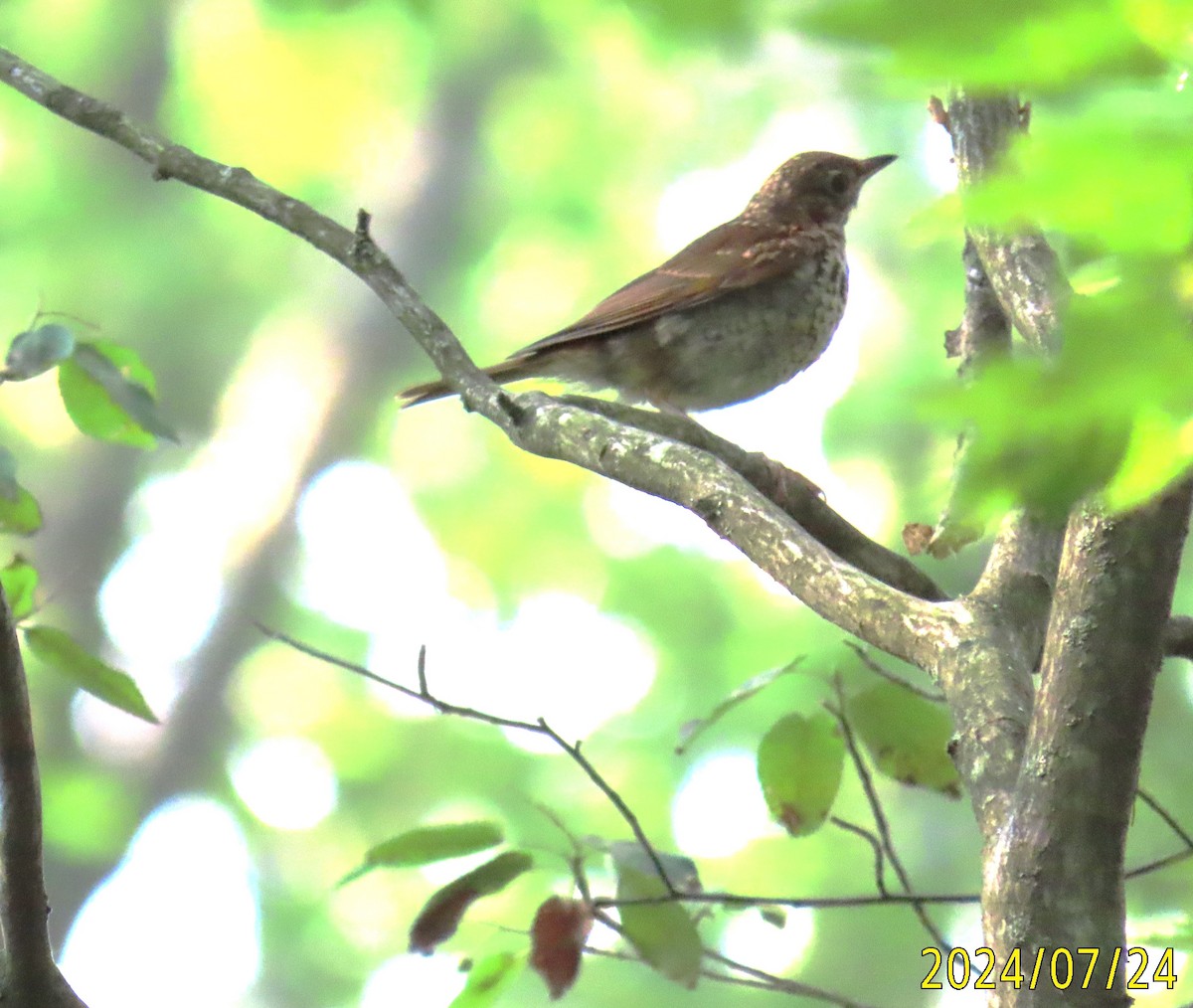 Hermit Thrush - ML621810913