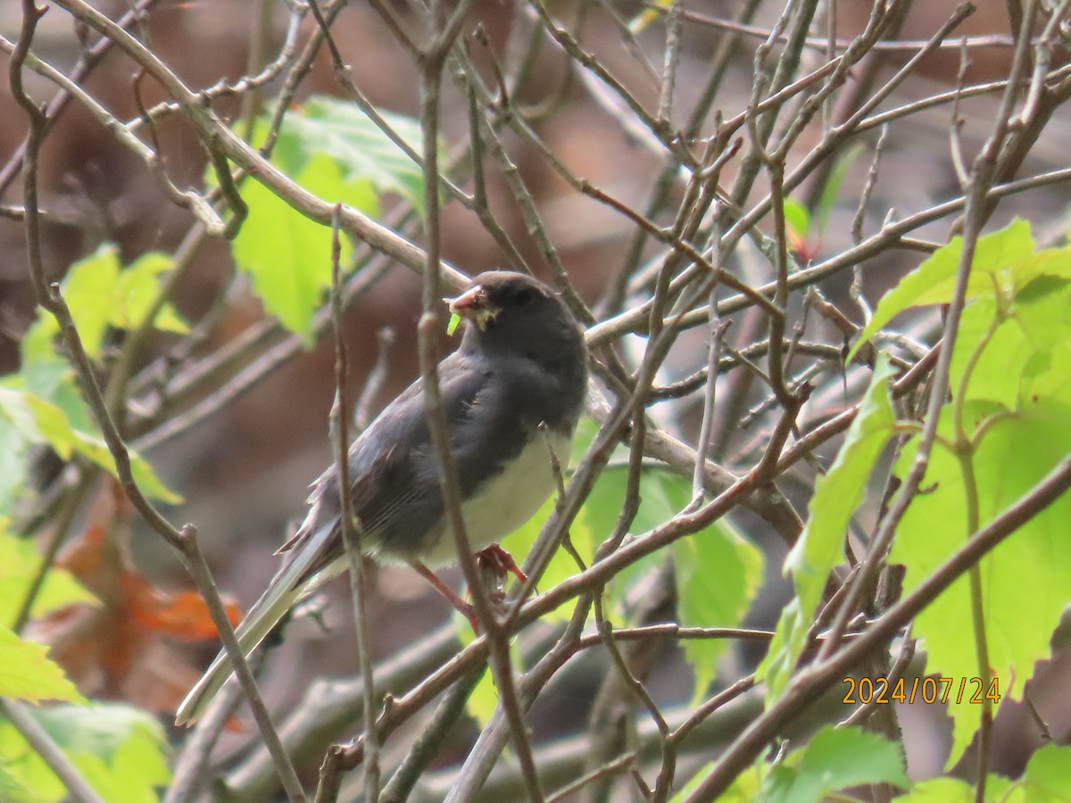 Dark-eyed Junco - ML621810930