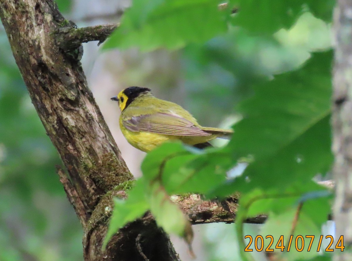 Hooded Warbler - ML621810951