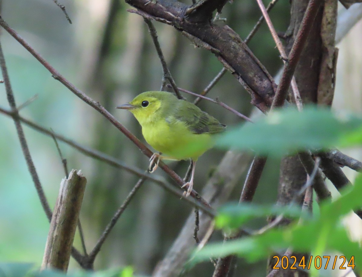 Hooded Warbler - ML621810952