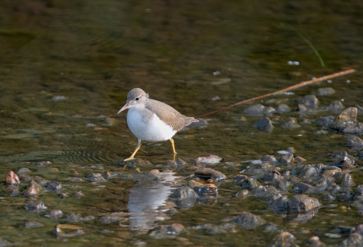 Drosseluferläufer - ML621810953