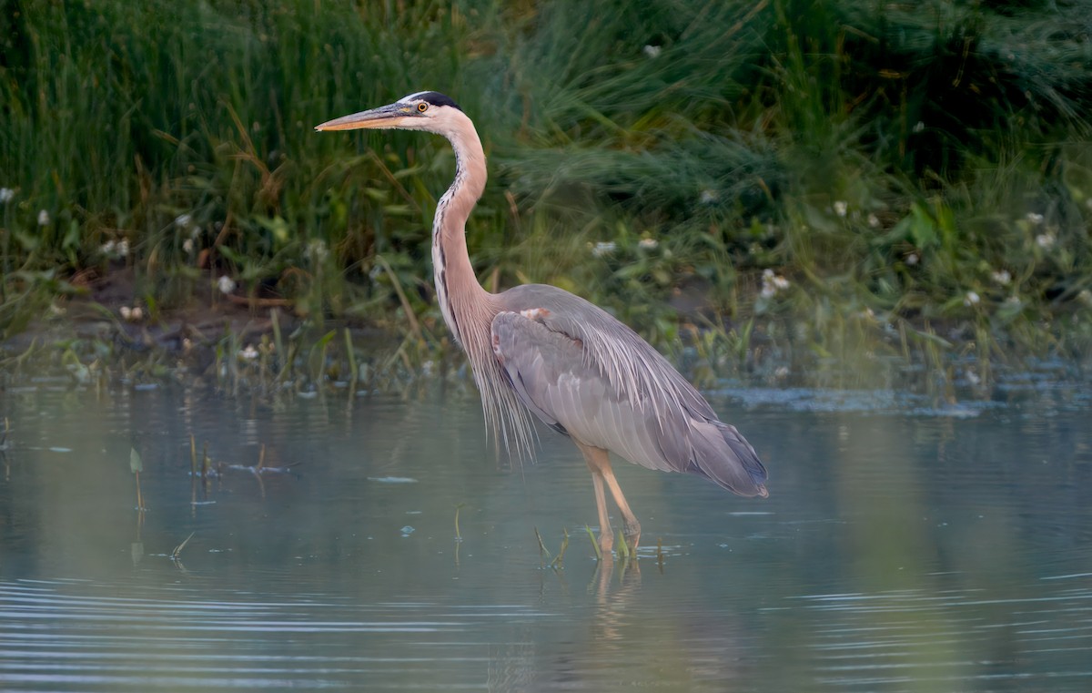 Garza Azulada - ML621810958