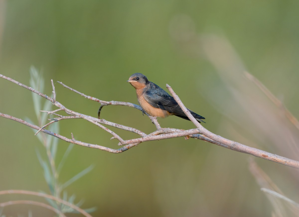 Barn Swallow - ML621810983