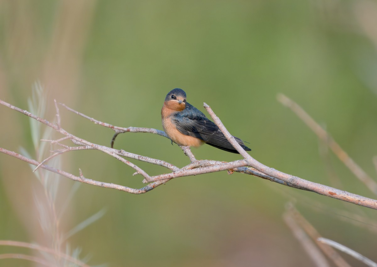 Barn Swallow - ML621810984