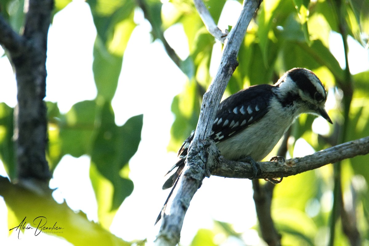 Hairy Woodpecker - ML621810995