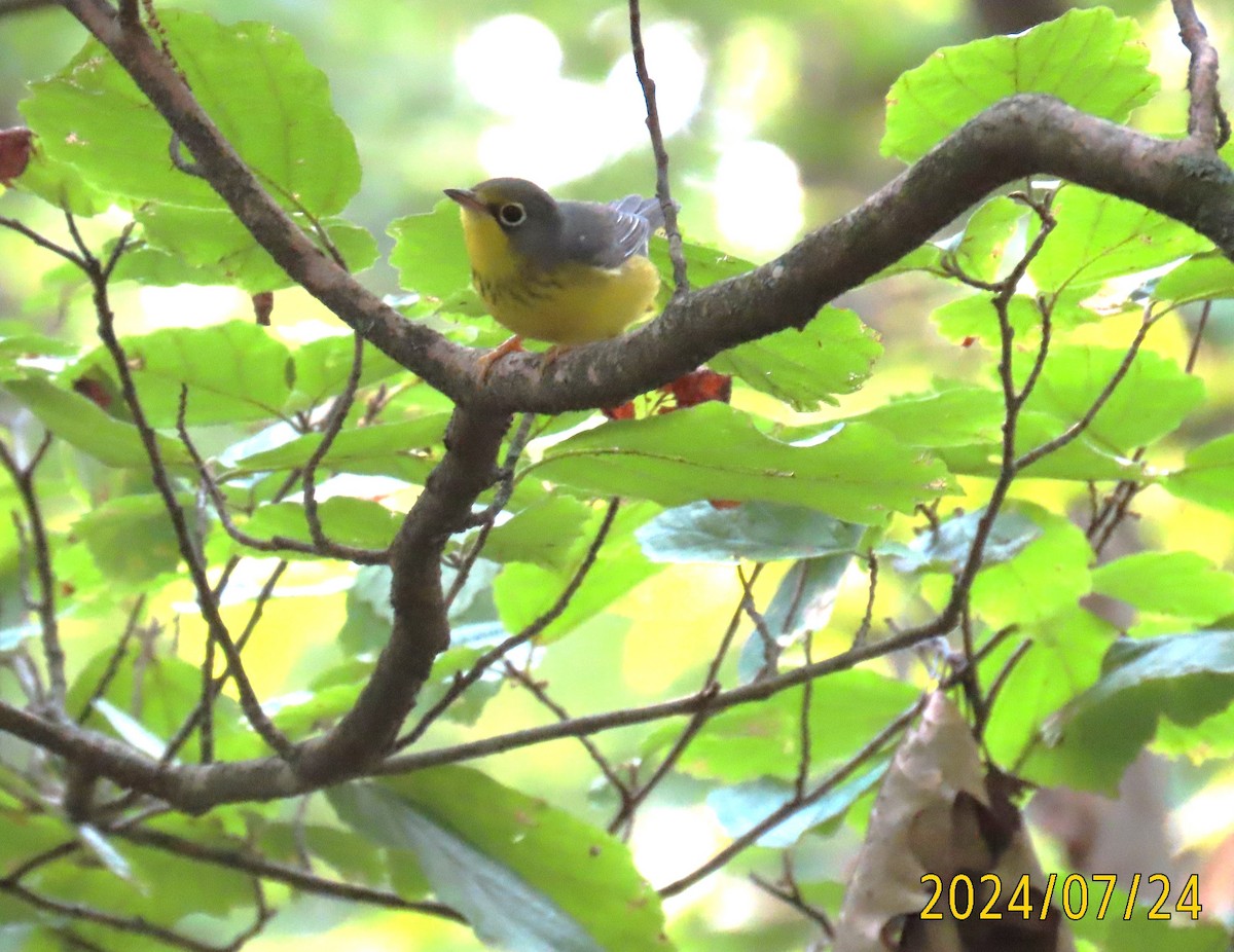 Canada Warbler - ML621810999