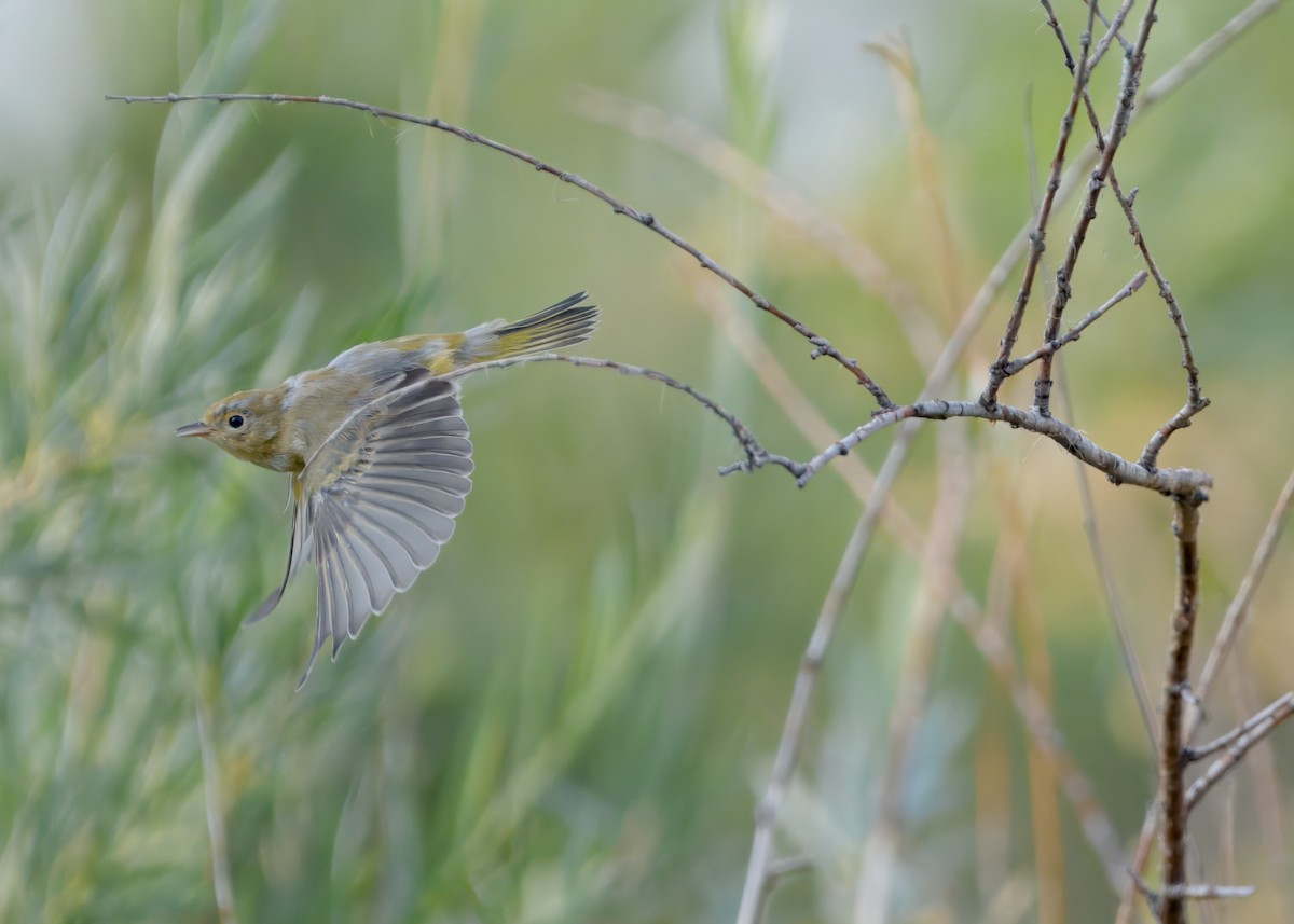 Yellow Warbler - ML621811002