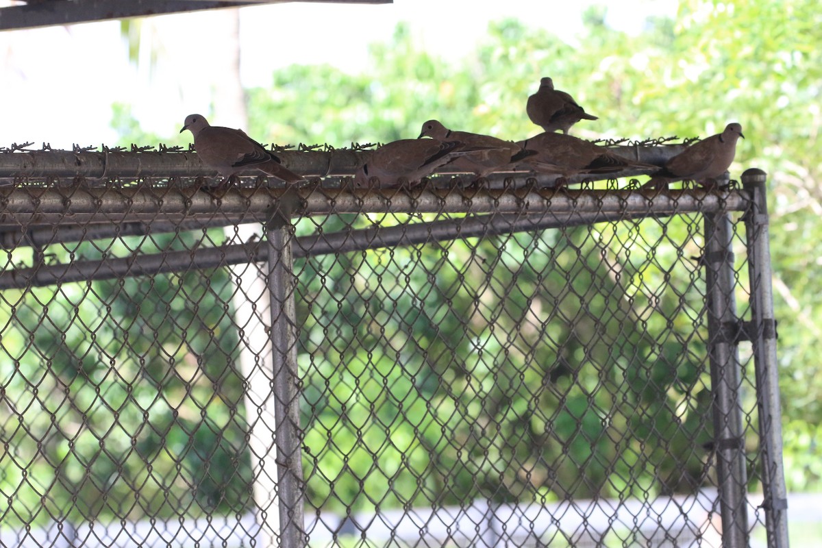 シラコバト - ML621811044