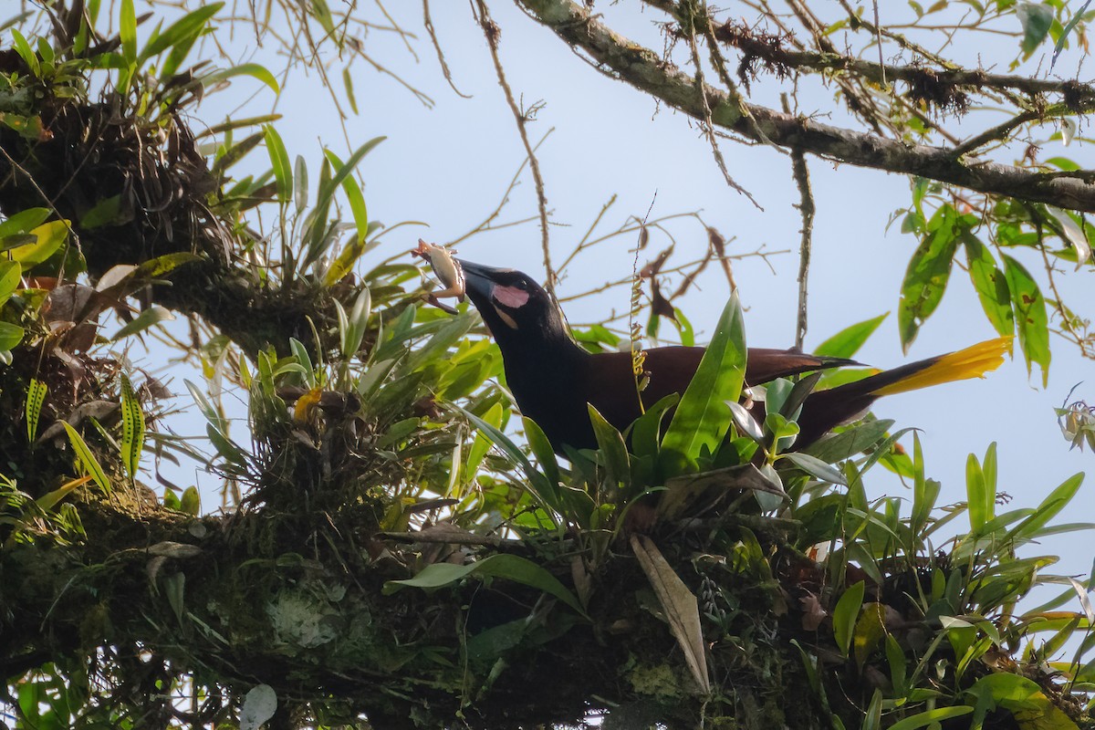 Baudo Oropendola - ML621811075