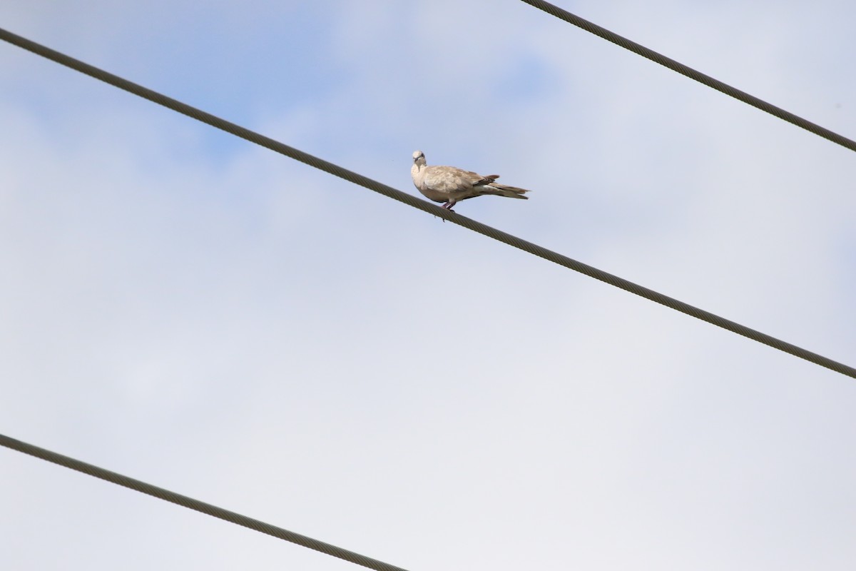 Eurasian Collared-Dove - ML621811080