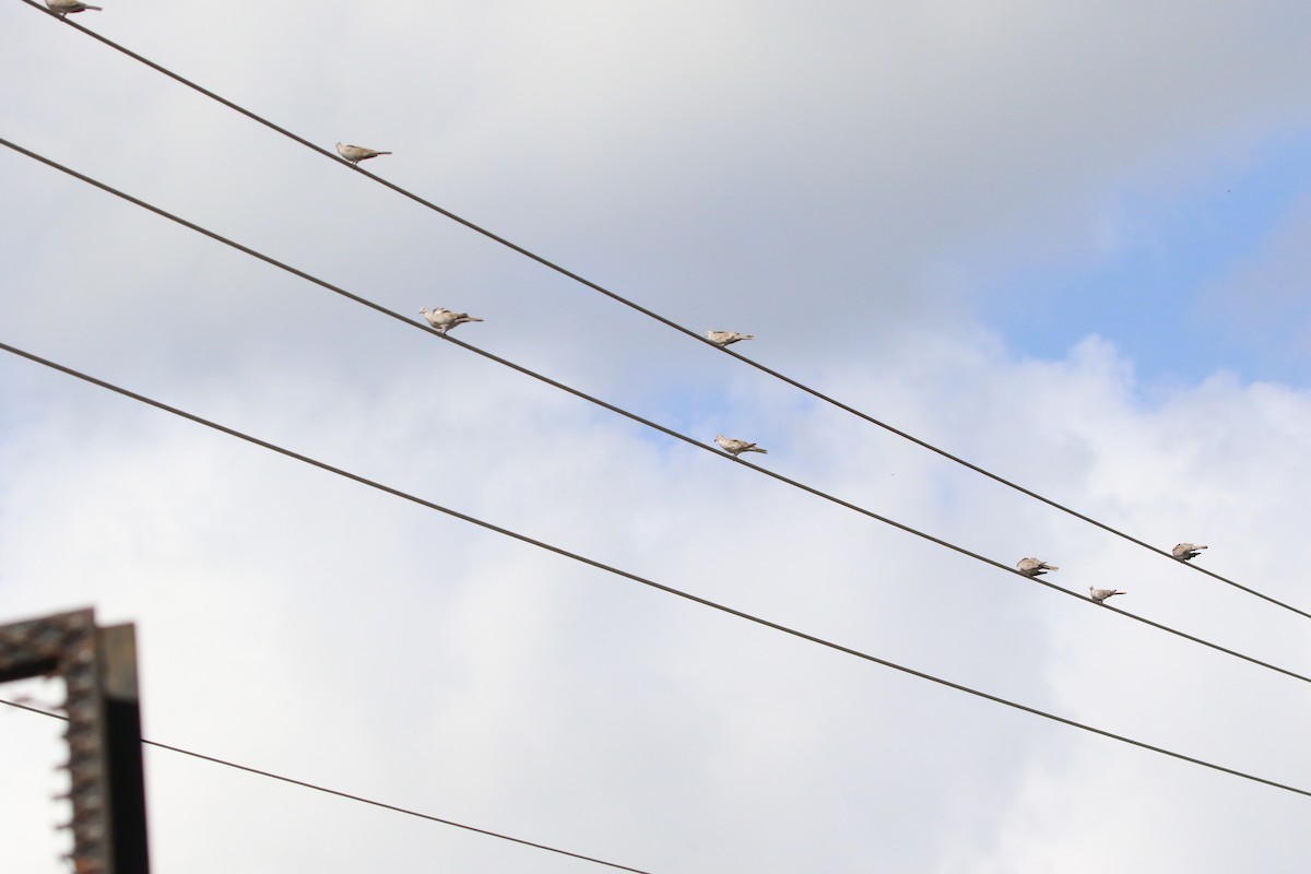 Eurasian Collared-Dove - ML621811081