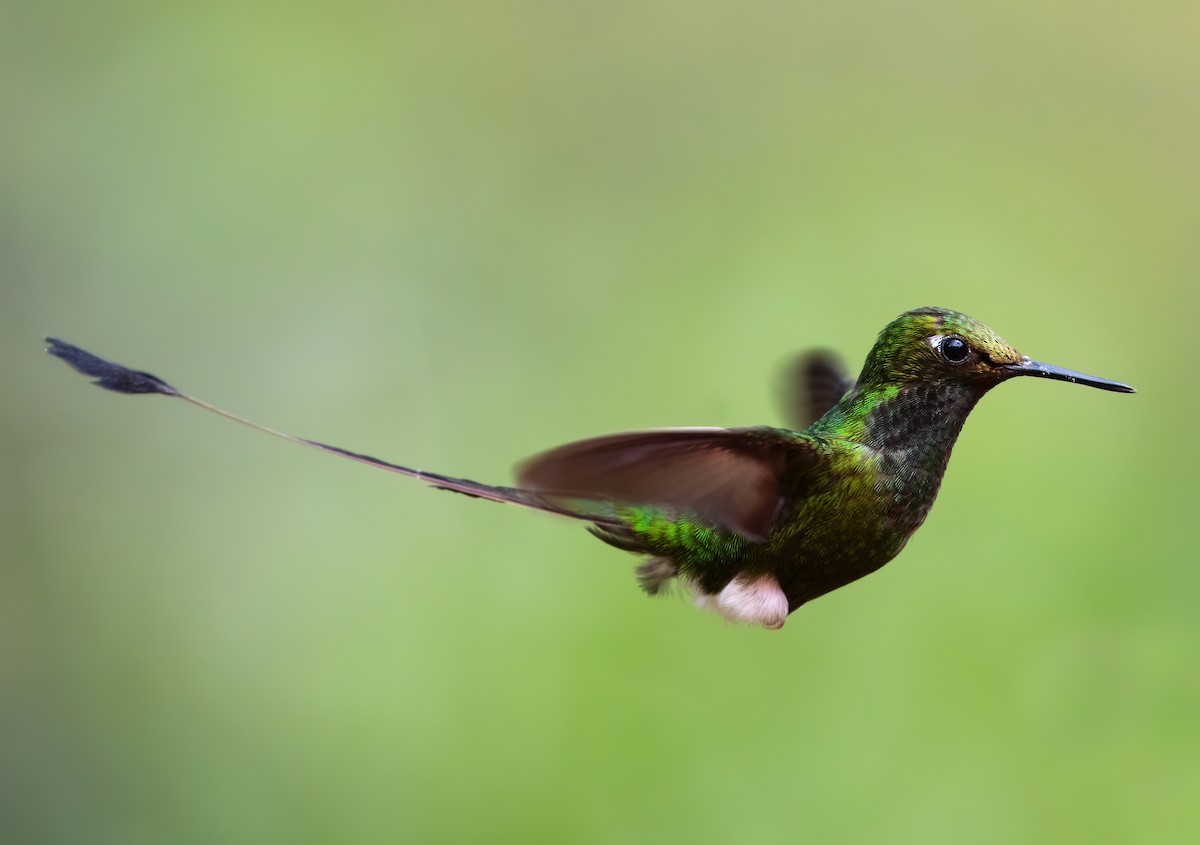 White-booted Racket-tail - ML621811105