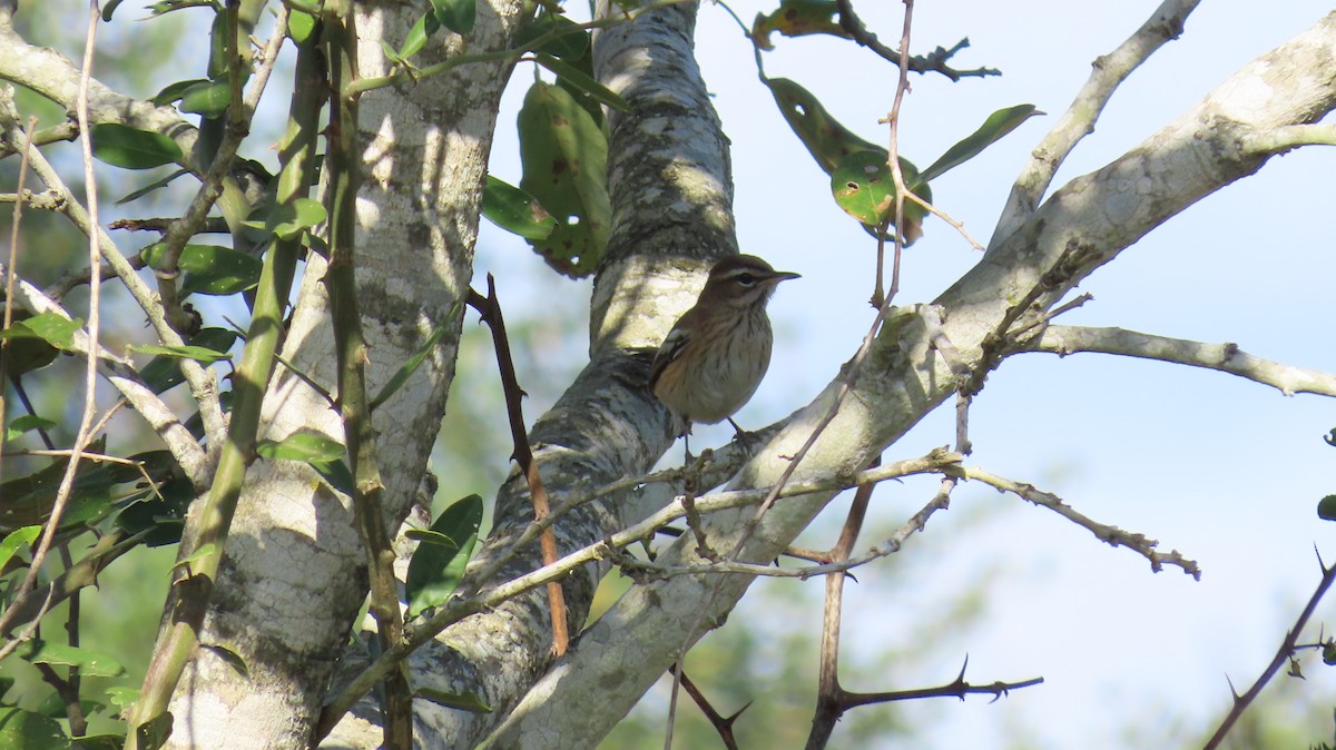 Red-backed Scrub-Robin - ML621811133