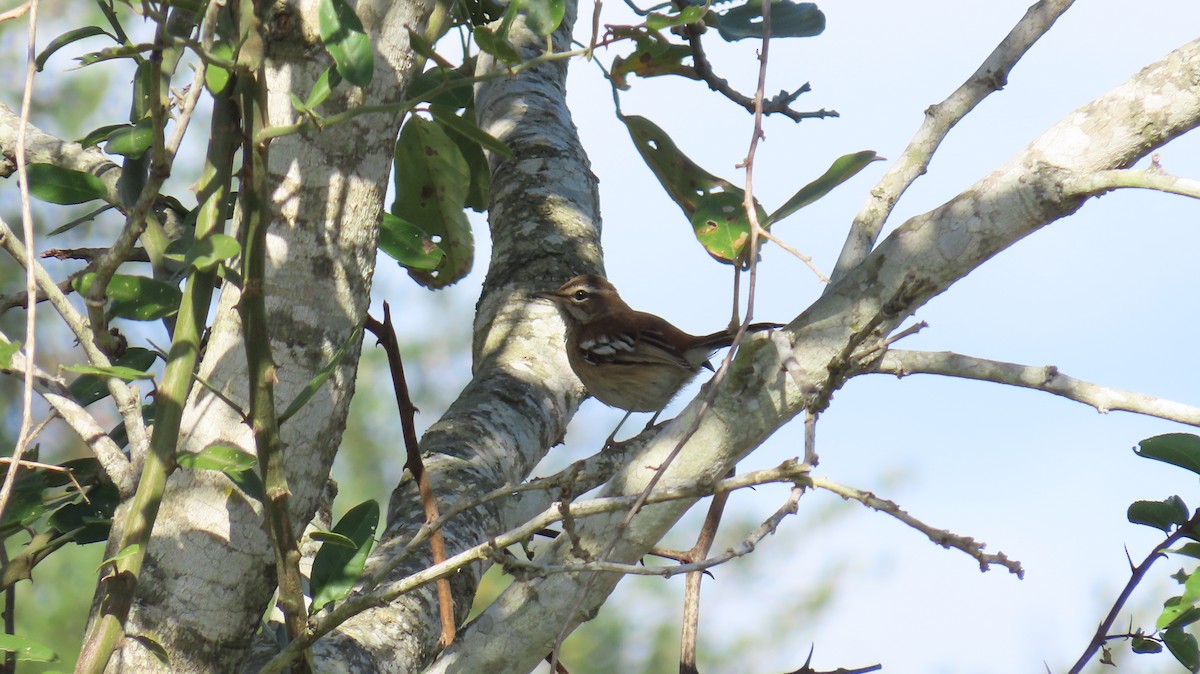 Red-backed Scrub-Robin - Juan Pablo Arboleda