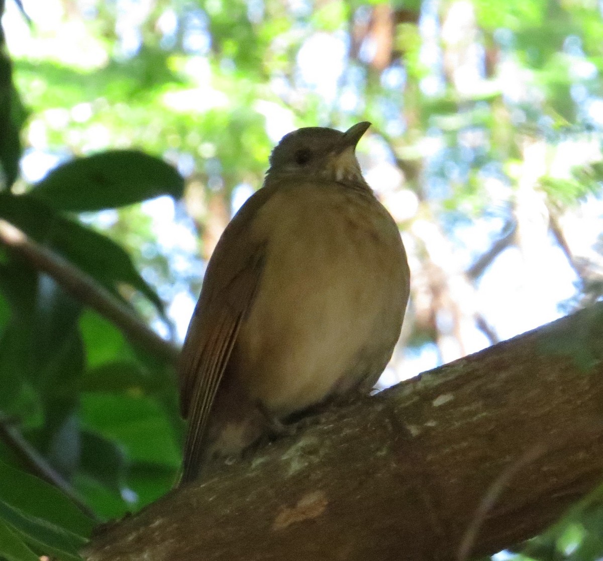 Pale-breasted Thrush - ML621811139