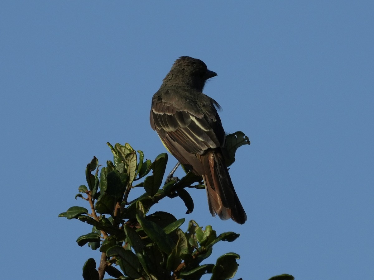 Great Crested Flycatcher - ML621811162