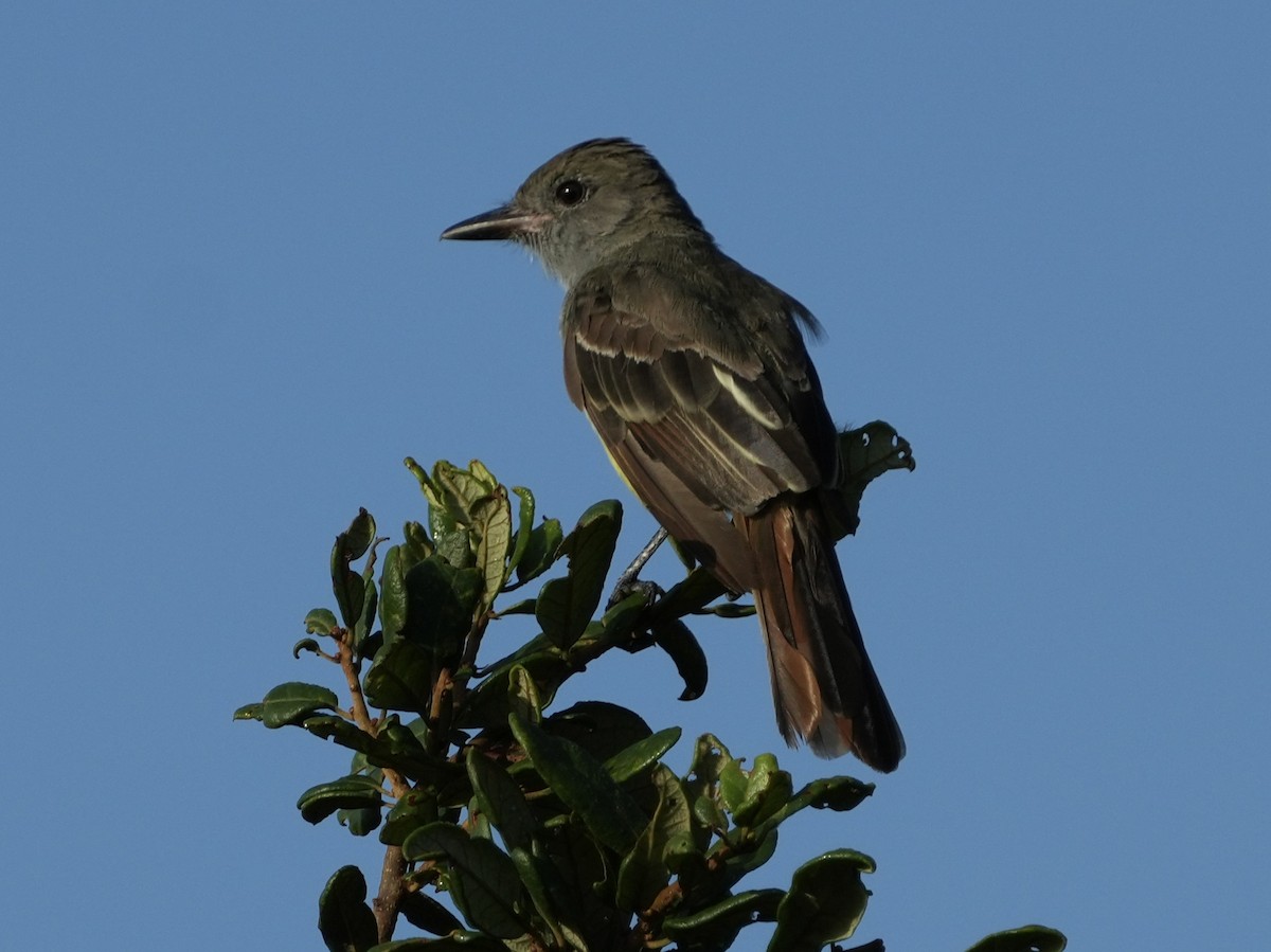 Great Crested Flycatcher - ML621811163