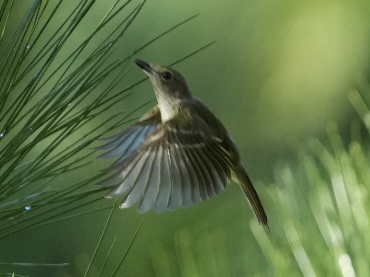 White-eyed Vireo - ML621811167