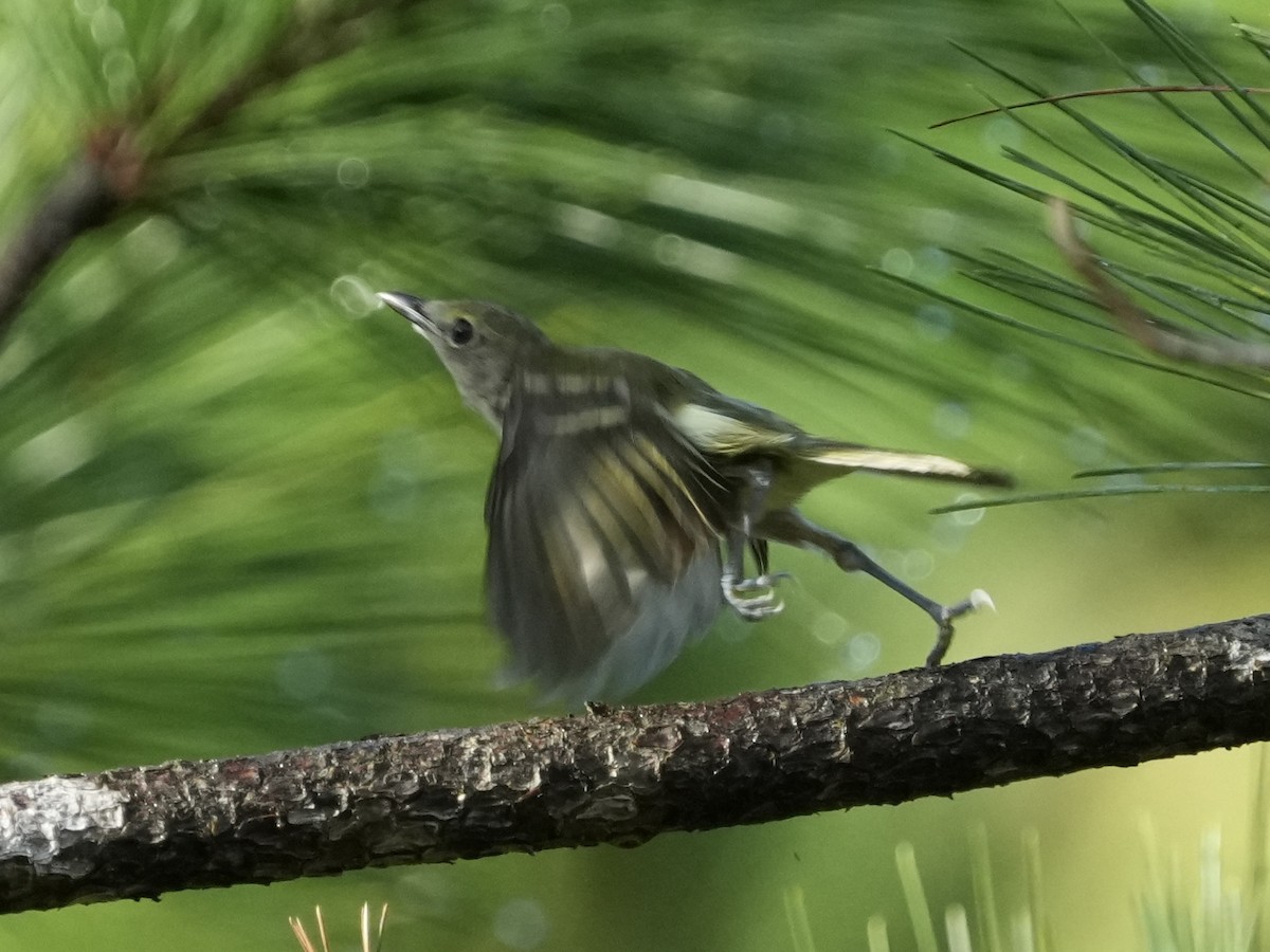 White-eyed Vireo - ML621811168