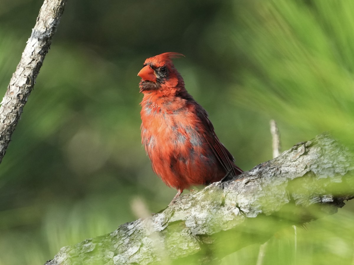 Northern Cardinal - ML621811171