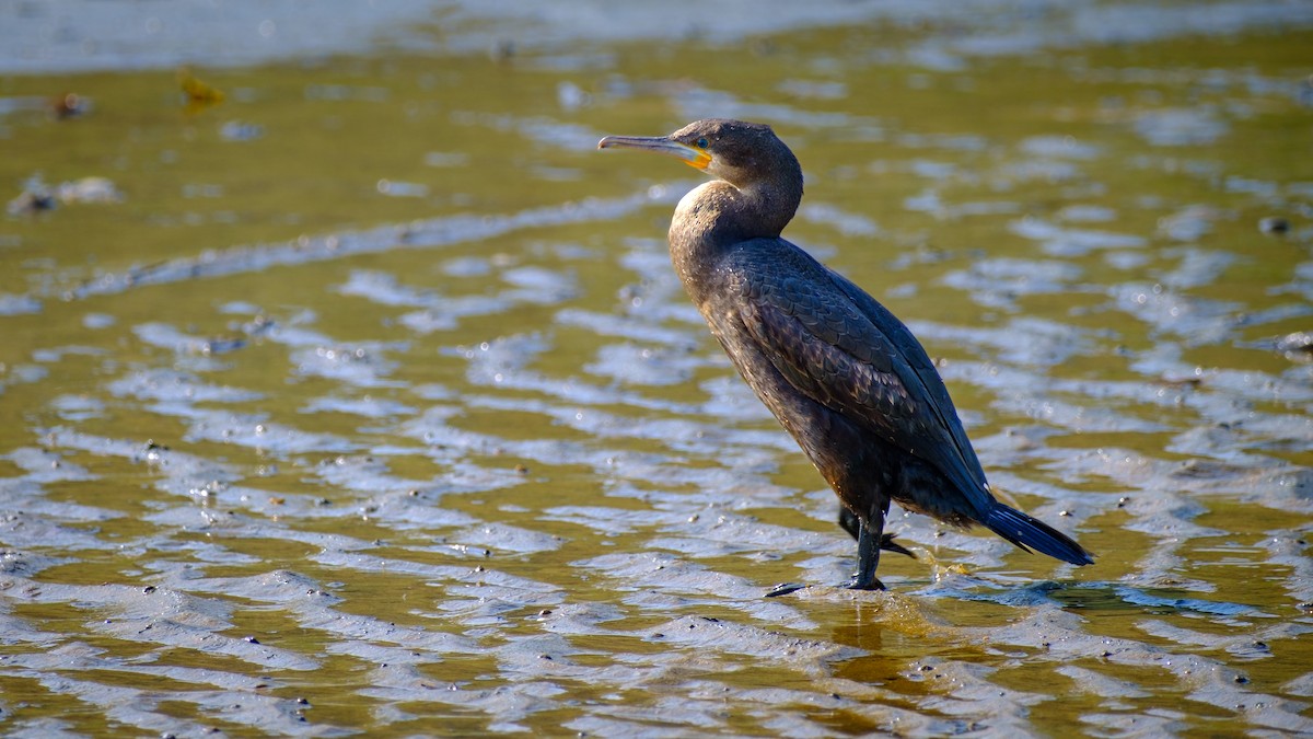 Cape Cormorant - ML621811193