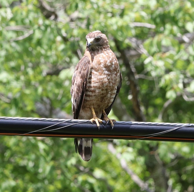 Broad-winged Hawk - ML621811237