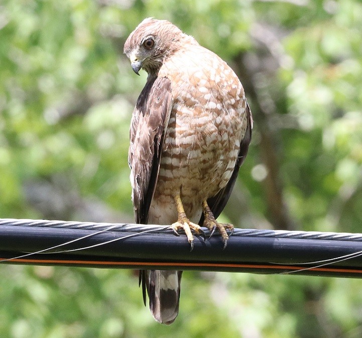 Broad-winged Hawk - ML621811238