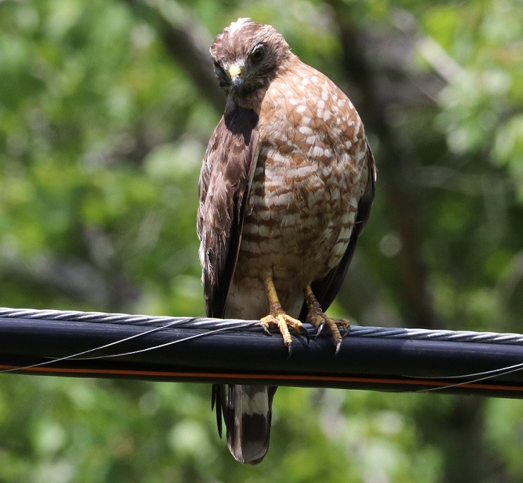 Broad-winged Hawk - ML621811239