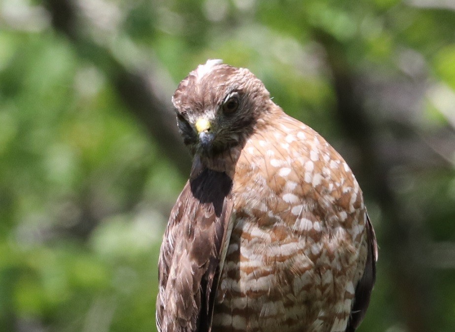 Broad-winged Hawk - ML621811240