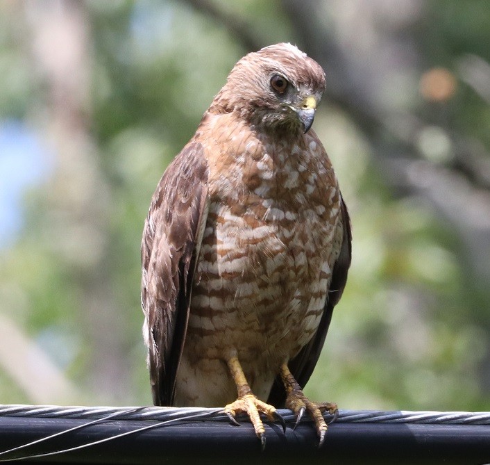 Broad-winged Hawk - ML621811241