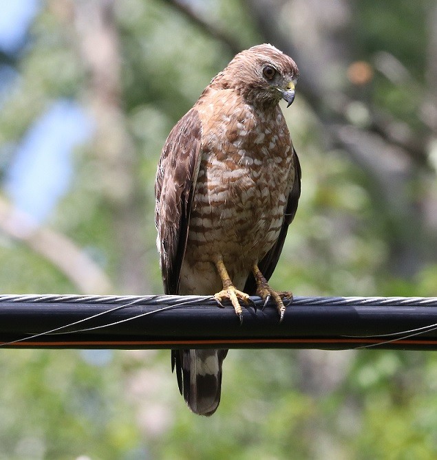 Broad-winged Hawk - ML621811242