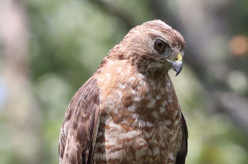 Broad-winged Hawk - ML621811243