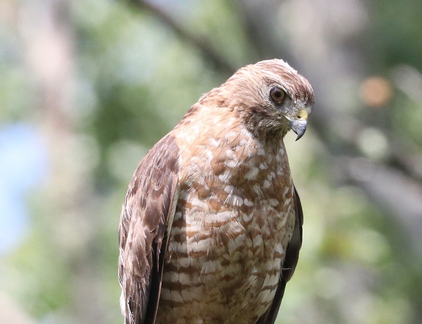 Broad-winged Hawk - ML621811244