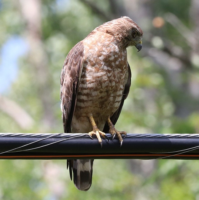 Broad-winged Hawk - ML621811245