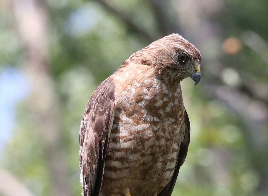 Broad-winged Hawk - ML621811246