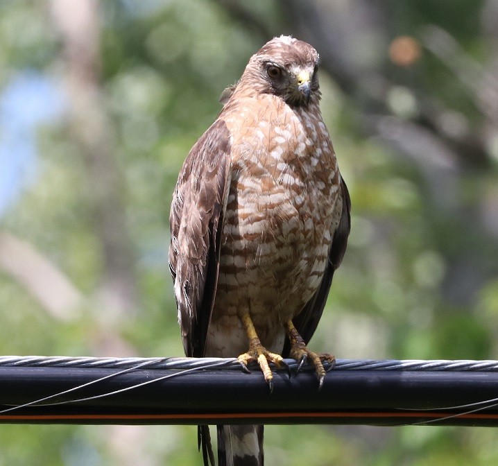 Broad-winged Hawk - A. Gary Reid