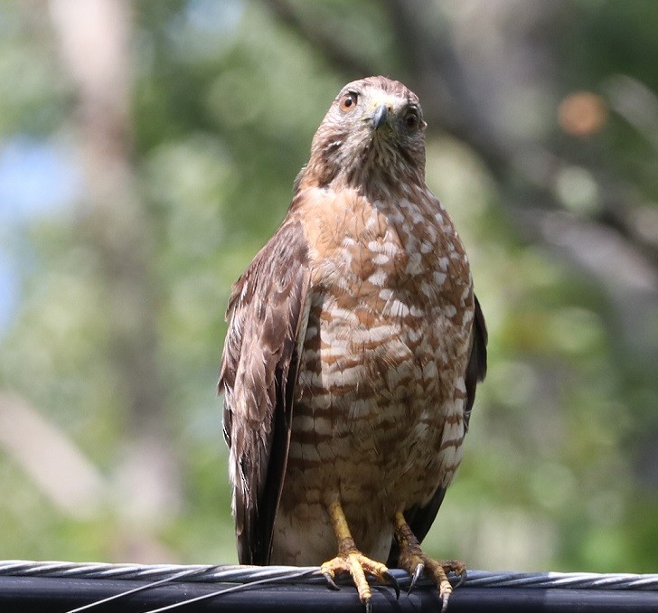 Broad-winged Hawk - ML621811249