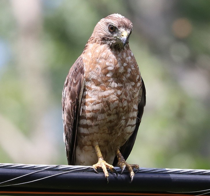 Broad-winged Hawk - ML621811250