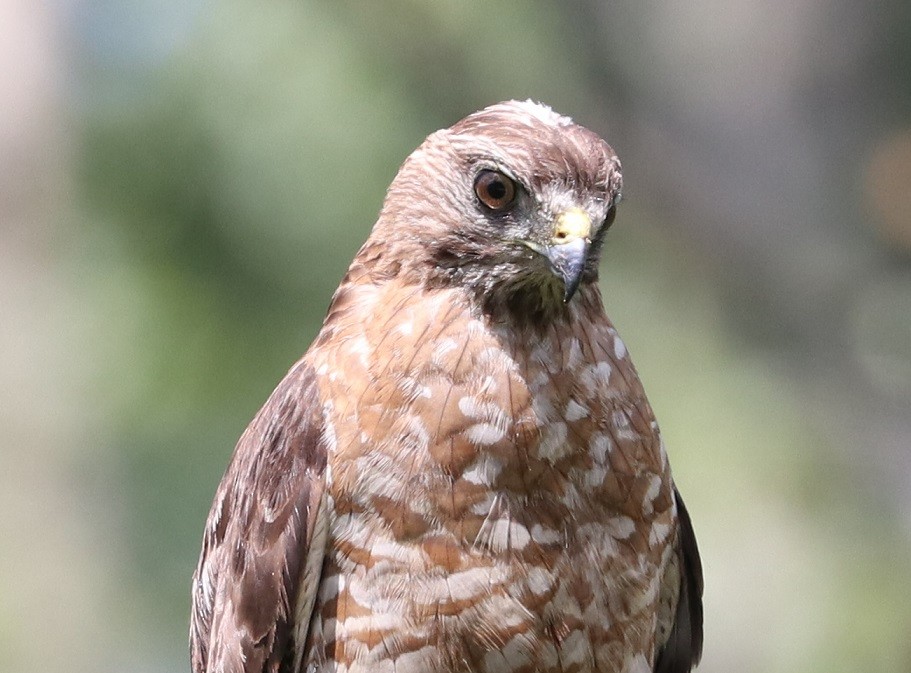 Broad-winged Hawk - ML621811251