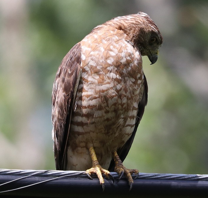 Broad-winged Hawk - ML621811252