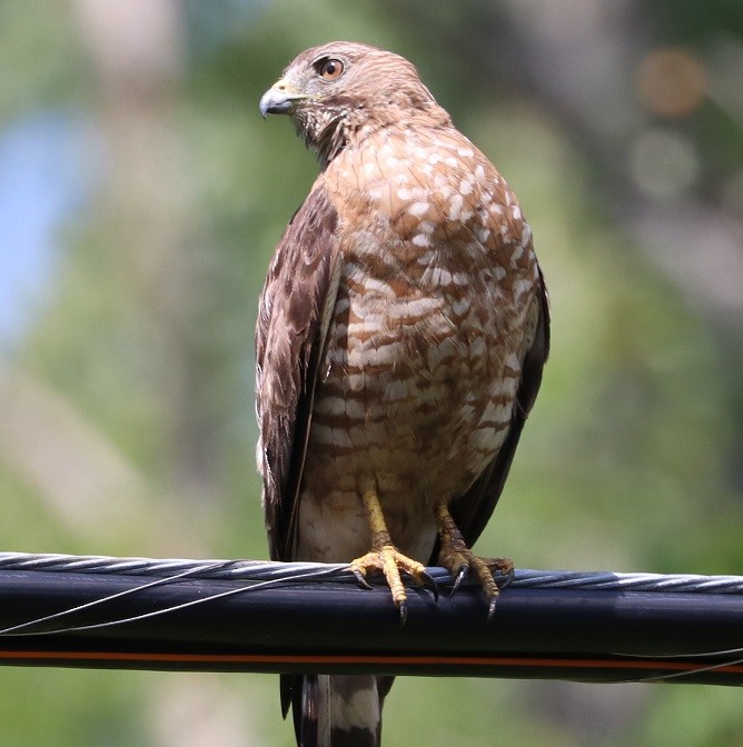 Broad-winged Hawk - A. Gary Reid