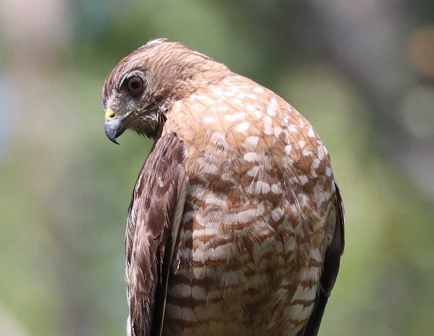 Broad-winged Hawk - ML621811254