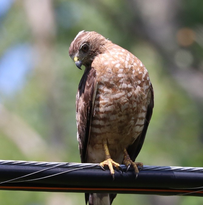 Broad-winged Hawk - ML621811255