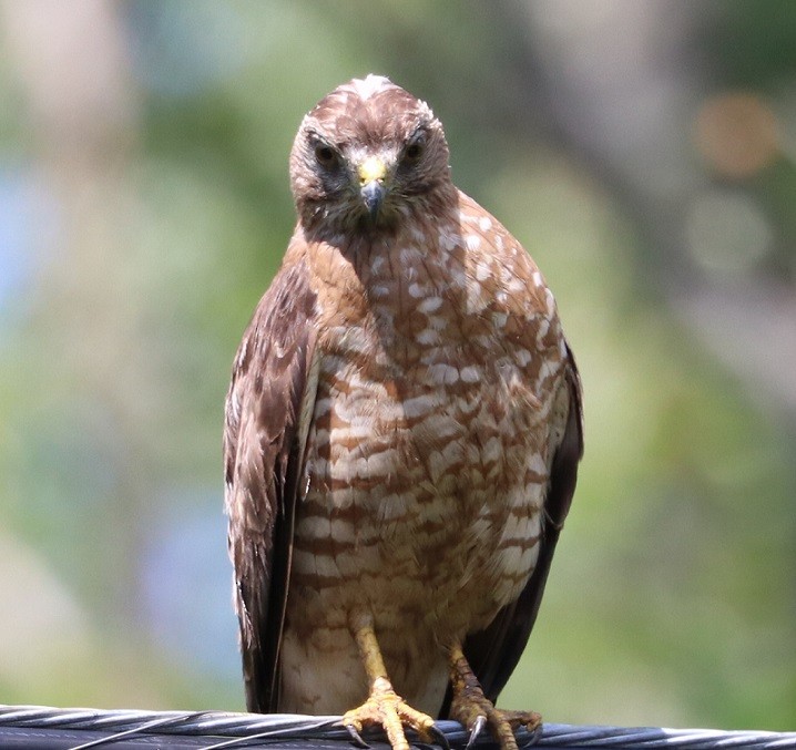 Broad-winged Hawk - ML621811256