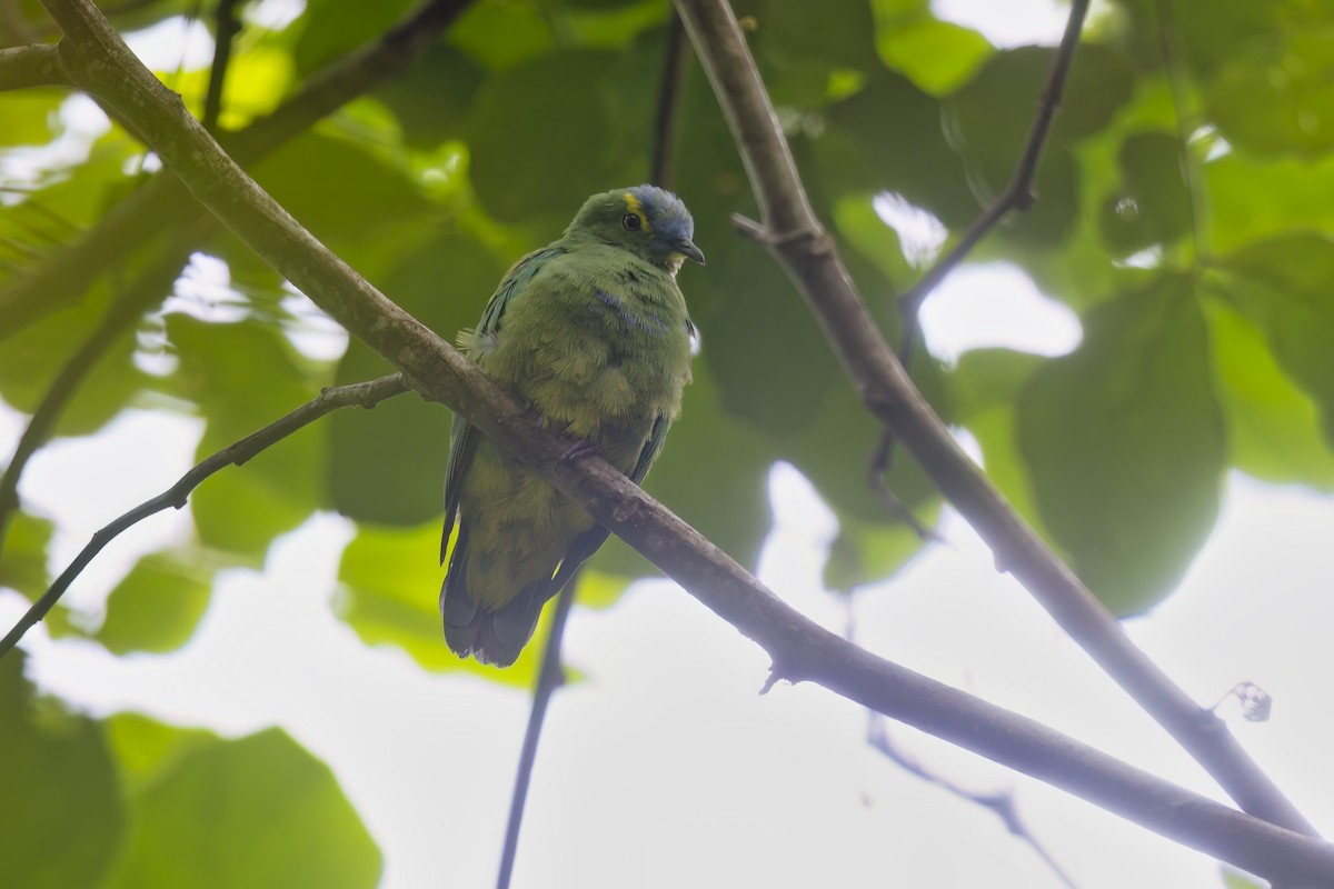 Blue-capped Fruit-Dove - ML621811336